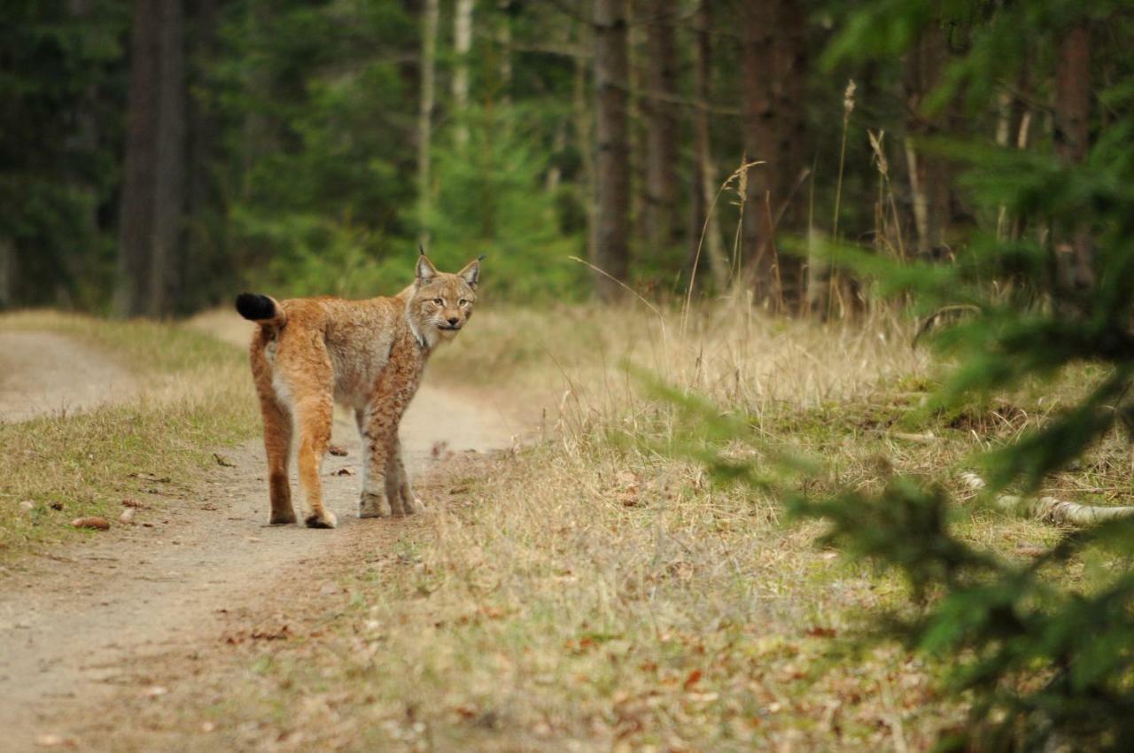 Swironek Villa Białowieża Buitenkant foto