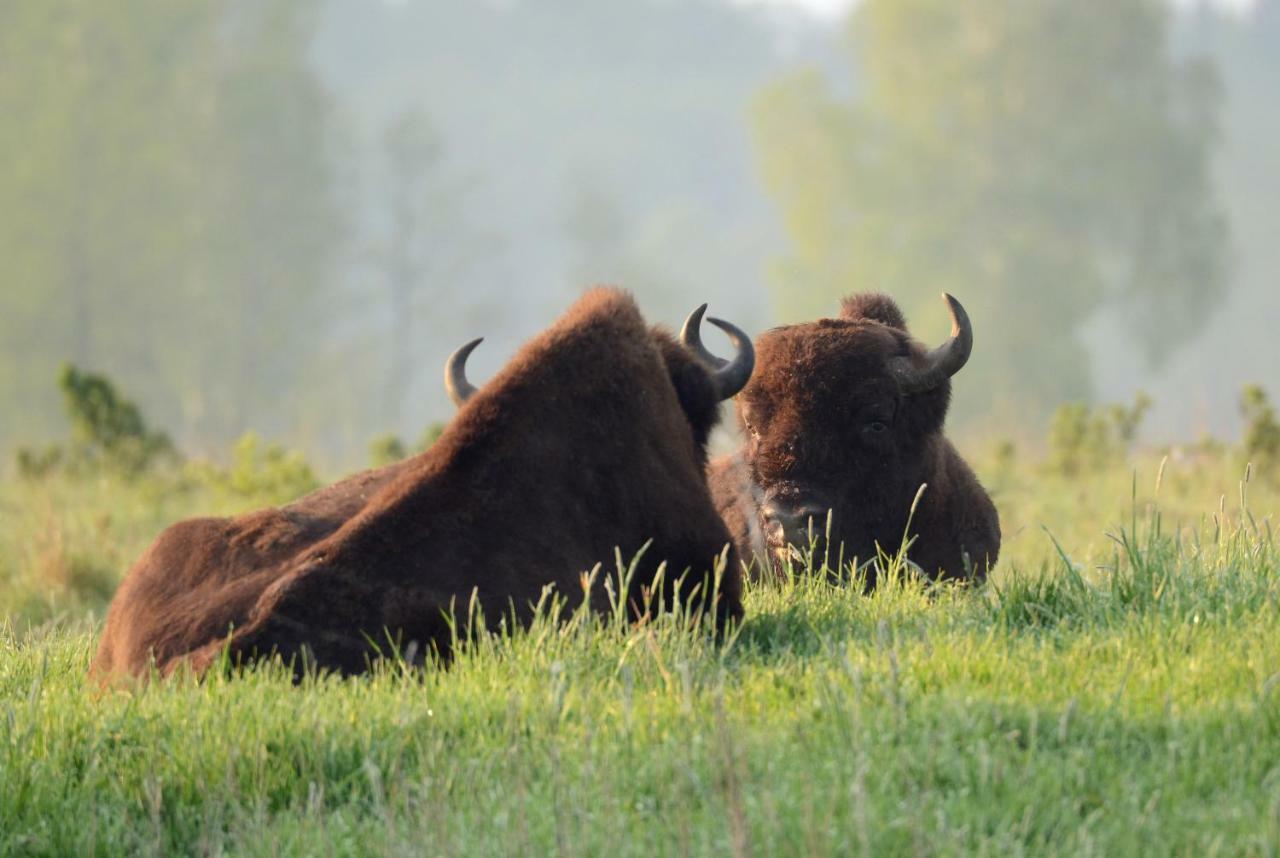 Swironek Villa Białowieża Buitenkant foto